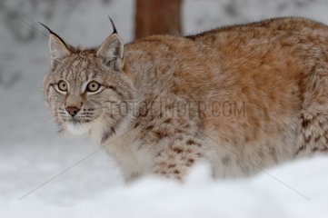 Young boreal Lynx Area of Orsa in Sweden
