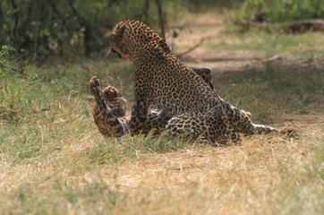 Fights between two Leopards Africa