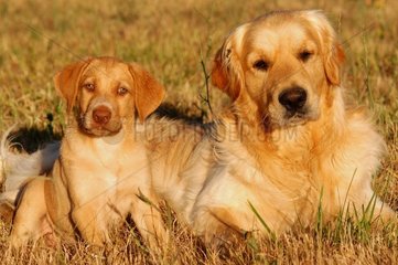 Hunde Golden Retriever und Batard France Welpe