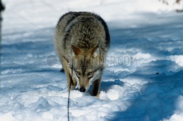 Loup suivant une piste dans la neige PN Bayerischer Wald