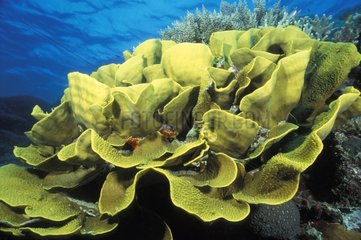 Luxuriant Cabbage Coral on a reef Pacific Ocean Australia