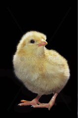 Chick in studio with a black background