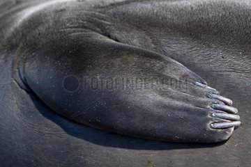 Detail of the pectoral fin of a Northern elephant seal