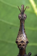 Portrait of Locust-stick insect French Guiana