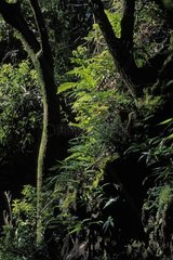 Forêt tropicale humide Bébour La Réunion