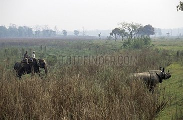 Radio tracking of an Indian rhinoceros by elephant Nepal