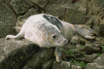 Young Gray Seal in molt on the rocks Britain