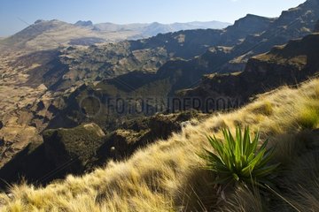 Giant Lobelia - Chennek Simien Mountains NP Ethiopia