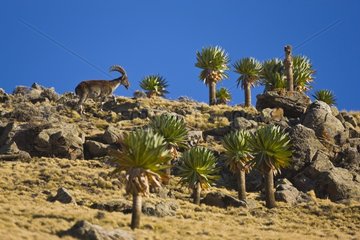 Walia ibex and Giant lobelia - Simien Mountains NP Ethiopia