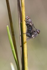 Flesh flies mating on a stem - France