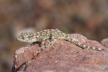 Mediterranean Gecko on rock - Massif des Maures France