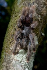 Matellic Pinktoe Tarantula on trunk - French Guiana