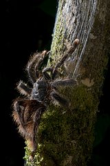 Matellic Pinktoe Tarantula on trunk - French Guiana