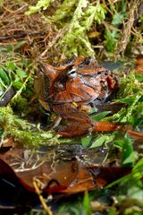 Amazonian horned frog eating a Frog - French Guiana