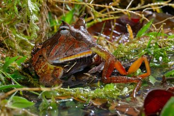 Amazonian horned frog eating a Frog - French Guiana