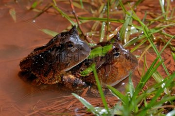 Amazonian horned frog mating - French Guiana