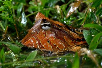 Portrait of Amazonian horned frog - French Guiana