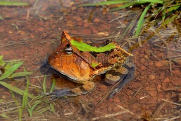 Amazonian horned frog in water - French Guiana
