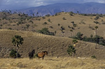 Horses on Rinca Island