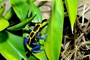 Dyeing dart frog on leaves - French Guiana