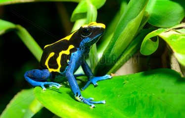Dyeing dart frog on leaves - French Guiana