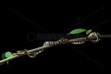 Snail-eating snake on a branch on black background