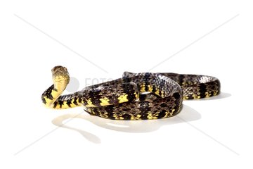 Snail-eating snake on white background