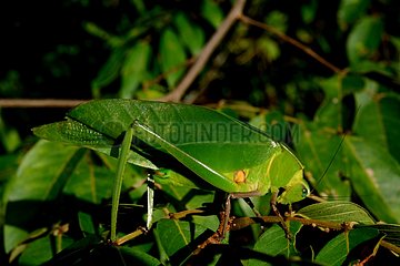 Leaf Katydid - Mountain Kaw French Guiana