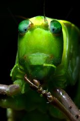 Portraity of Leaf Katydid - Mountain Kaw French Guiana