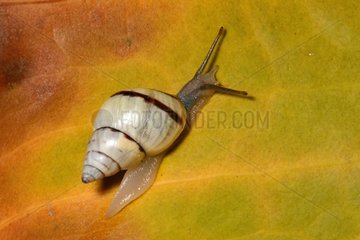 Snail on a leaf - Isle of Pines New Caledonia