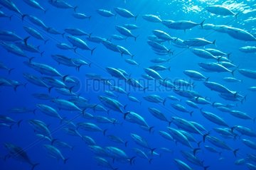 School of juveniles bluefin tuna - Azores Atlantic Ocean