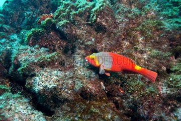 Mediterranean Parrotfish on reef - Azores Atlantic Ocean