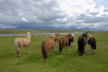 Icelandic horses in the meadow Iceland