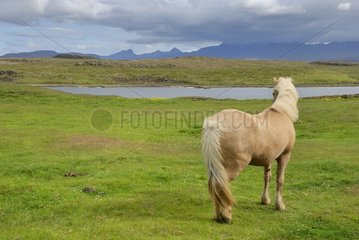 Icelandic horse in the meadow Iceland