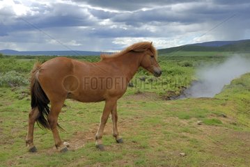 Icelandic pony near a hot spring in Iceland