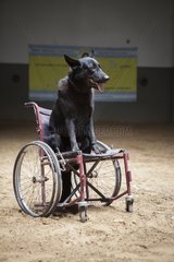 Dog on wheelchair in a horse therapy center