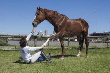 Man drawing a horse in a horse therapy center
