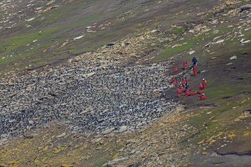 Southern rockhopper penguins colony - Falkland Islands