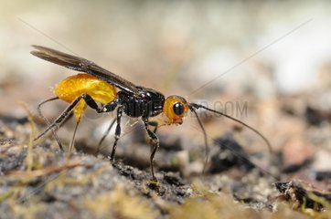 Parasitoid wasp laying - Northern Vosges France