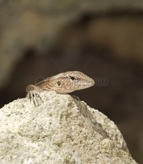 Female St Lucia whiptail on a rock St Lucia