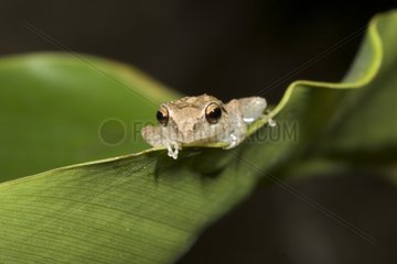Lesser Antillean whistling frog on a leaf St Lucia