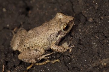 Marine toad on the ground St Lucia