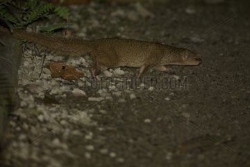 Small Asian Mongoose walking St Lucia