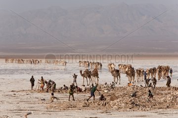 Camel caravan in the Dallol Depression collecting salt