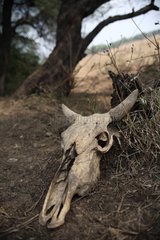 Skull one Zebu death Rajasthan India