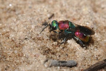 Cuckoo Wasp on sand - Northern Vosges France