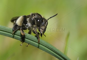 Yellow-loosestrife Bee on stalk - Northern Vosges France
