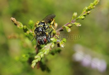 Field digger wasp catching a Fly - Northern Vosges France