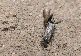 Digger wasp carrying a fly - Northern Vosges France