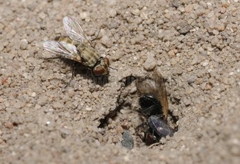 Digger wasp and fly parasite in ambush - Northern Vosges
